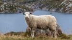 Norges Jeger- og Fiskerforbund ska förbättra kommunernas administrativa beredskap vid rovdjursangrepp på tamboskap.