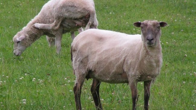 Det kan vara vargtiken som tidigare har rivit får i norra Skåne som nu har dödat två får i Kronobergs län.