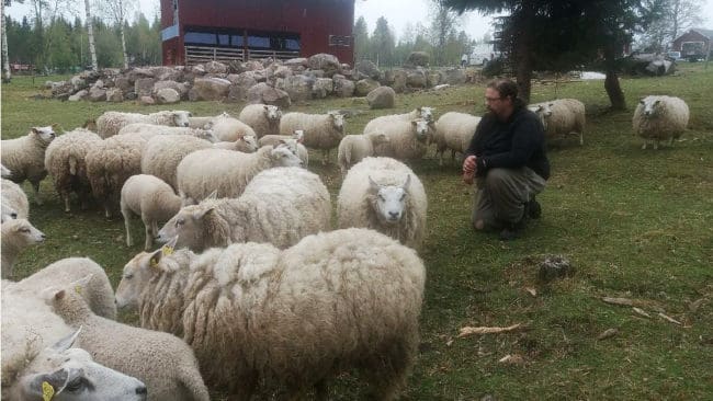 Sedan vargangreppet har Tomas Andersson i Kalvänge i Skinnskatteberg kvar 25 tackor med lamm som han oroar sig för.