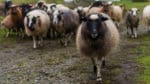Två misstänkta vargangrepp mot får har ägt rum i Jämtland.