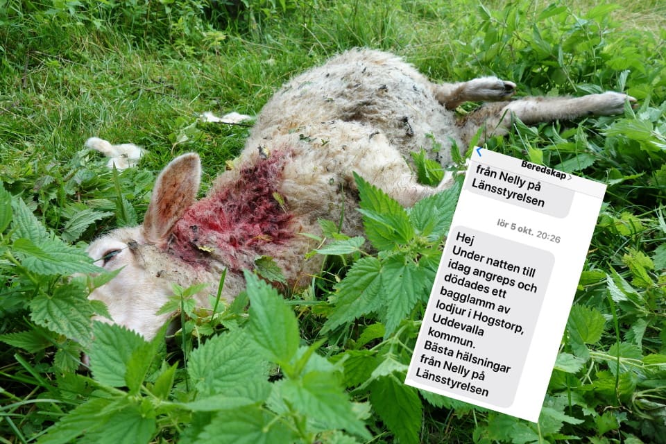 Länsstyrelsen i Västra Götaland har en varningstjänst för rovdjursangrepp. Så här såg det senaste sms:et därifrån ut.