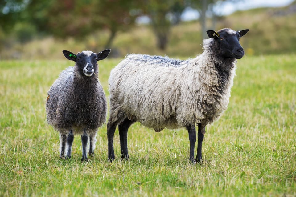 Ingen av hagarna, där det totalt gick 70–75 får, hade rovdjursavvisande stängsel.