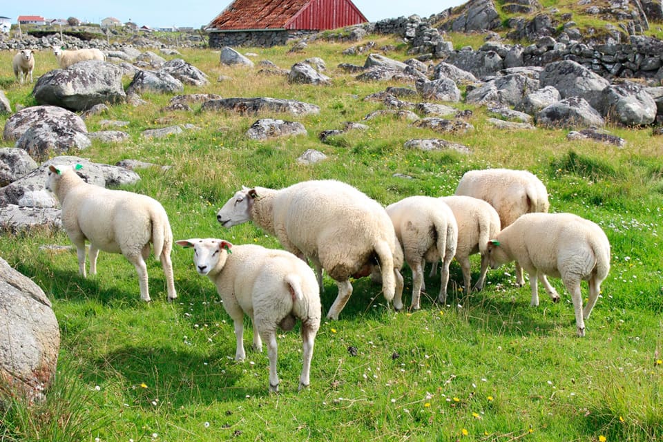 Enligt officiell statistik har antalet rovdjursdödade får minskat i Norge. Men det är missvisande, anser Norges Bondelag, eftersom många fårägare inte längre släpper dem på utmarksbete.