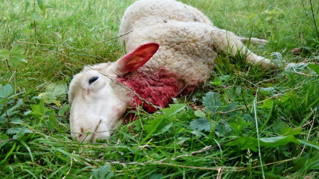 Ett lamm vargdödades utanför Klevshult natten till torsdagen och tre tackor dödades i samband med ett vargangrepp utanför Gnosjö tidigt på söndagsmorgonen. Nu förlängs skyddsjakten på en varg i Jönköpings län. (arkivbild)