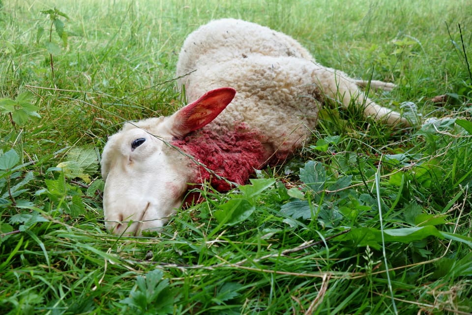 Ett lamm vargdödades utanför Klevshult natten till torsdagen och tre tackor dödades i samband med ett vargangrepp utanför Gnosjö tidigt på söndagsmorgonen. Nu förlängs skyddsjakten på en varg i Jönköpings län. (arkivbild)