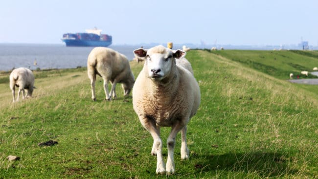 Betande får håller efter skyddvallarna kring floden Wesers utflöde i Nordsjön. Nu ska ett 35 km långt elstängsel som skyddar fåren mot vargangrepp uppföras.