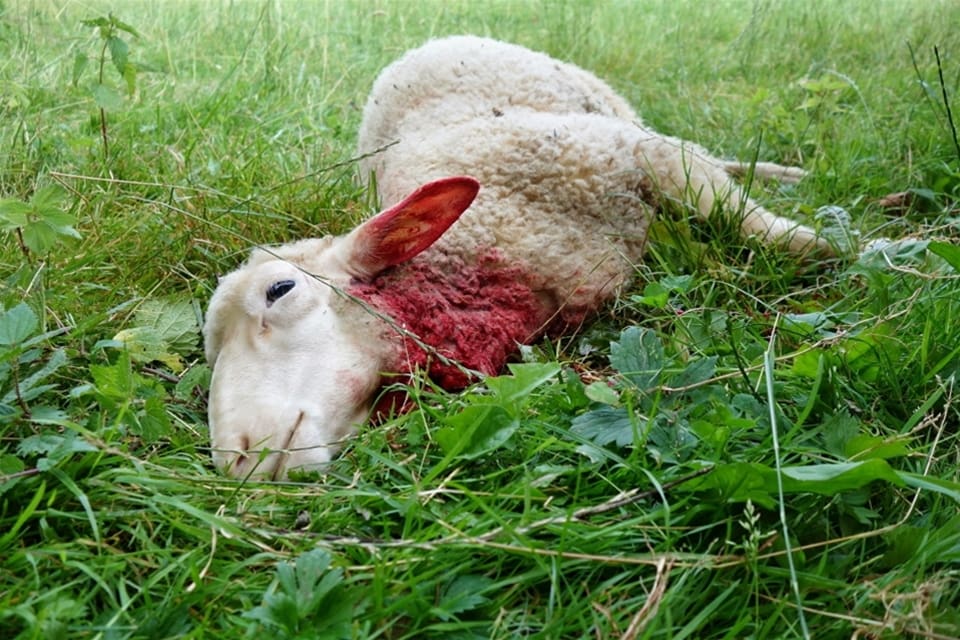 Ett får dödades och ytterligare åtta får skadades så svårt av varg att de avlivades. (arkivbild)