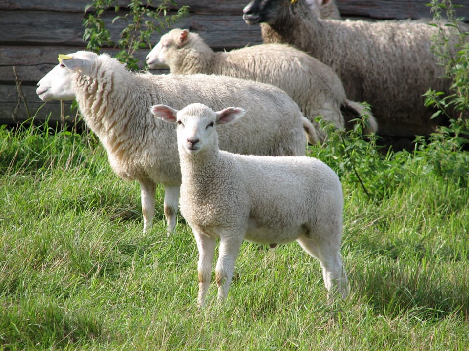 Fårägare i Östergötland kan räkna med vargproblem sedan en varg slog till utanför Klockrike och dödade åtta får. (Arkivbild)