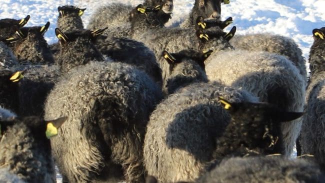 En fårägare i Åmålstrakten förlorade två djur efter ett nattligt vargangrepp.