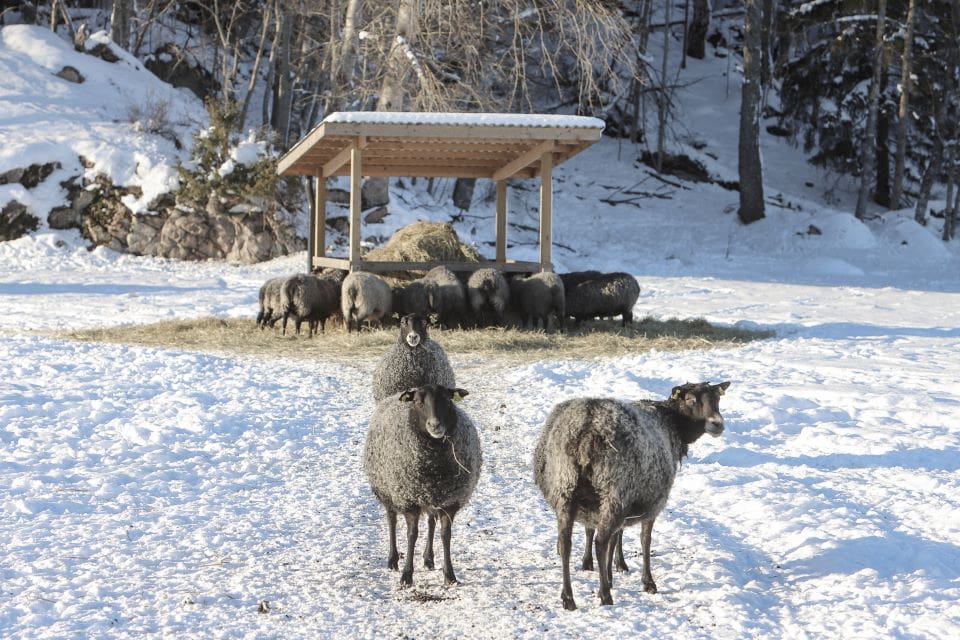 Många får hålls utomhus även vintertid. I Västra Götaland har det skett två lodjursangrepp under kort tid.