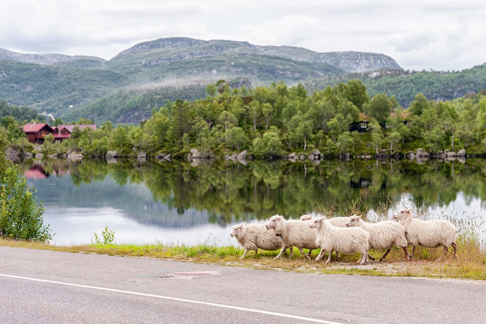 En varg som invandrat till Norge från Sverige har dödat 225 får i år.
