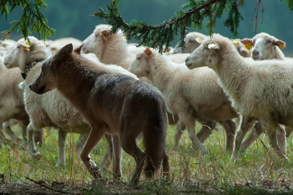 Uppåt 300 meter på ett berg saknar stängsel. Därför nekas en fårägare i Sunne kommun skyddsjakt på varg trots att minst fem får dödats vid två vargattacker. (Arkivbild)