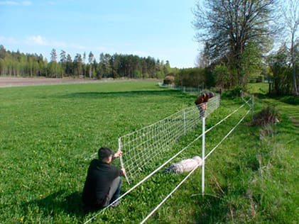 Akut insats. Länsstyrelsens personal sätter upp akutstängsel.