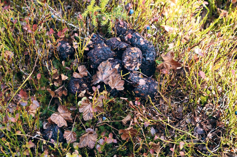 Färsk björnspillning. Dalarnas landshövding ska ut på jakt efter björnbajs på onsdag nästa vecka för att lansera björninventeringen i länet.
