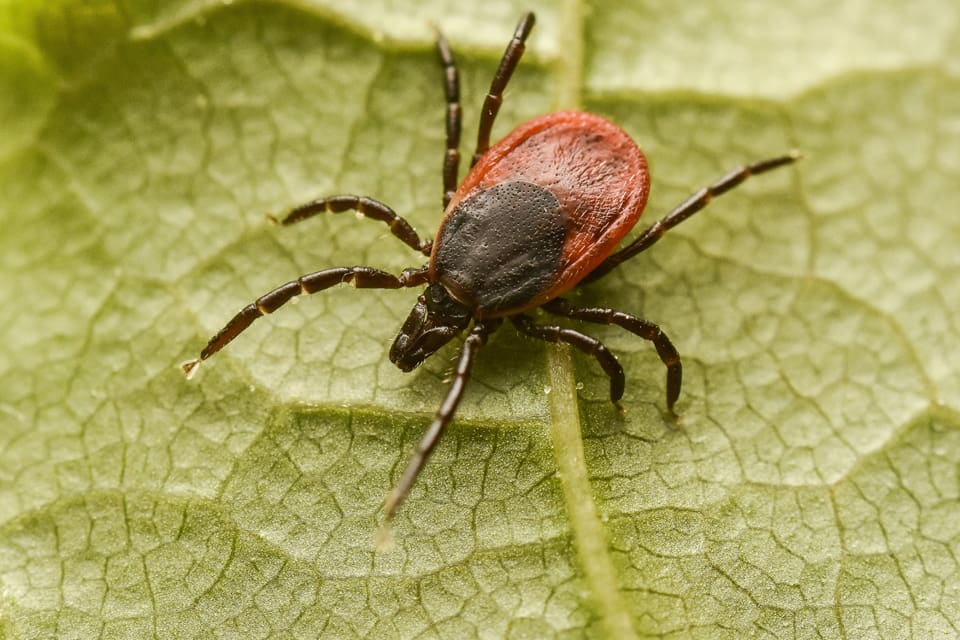 Vanlig fästing, Ixodes ricinus. Det befaras att fästingar i Norrland kan sprida flera sjukdomar. Bland andra jägare uppmanas att samla in fästingar som bland annat hittas på vilt. Fästingarna kan sändas in till SVA för analys.