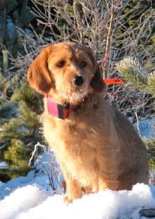 Svenska Basset Fauveklubben har skapat en kontaktförmedling för jägare och hundägare som vill prova på jakt med rasen.