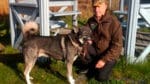 Jämten Ferry, med ägaren Jan Öhman från Norrbotten vann årets upplaga av älghund-SM, trots flera kontakter med vildsvin innan hann hittade en älgko med kalv i provmarkerna utanför Gimo.