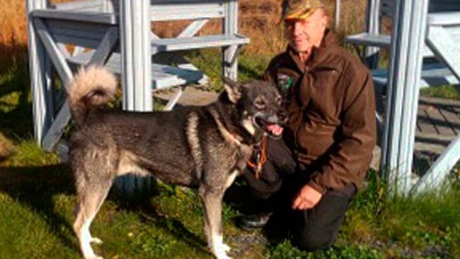 Jämten Ferry, med ägaren Jan Öhman från Norrbotten vann årets upplaga av älghund-SM, trots flera kontakter med vildsvin innan hann hittade en älgko med kalv i provmarkerna utanför Gimo.