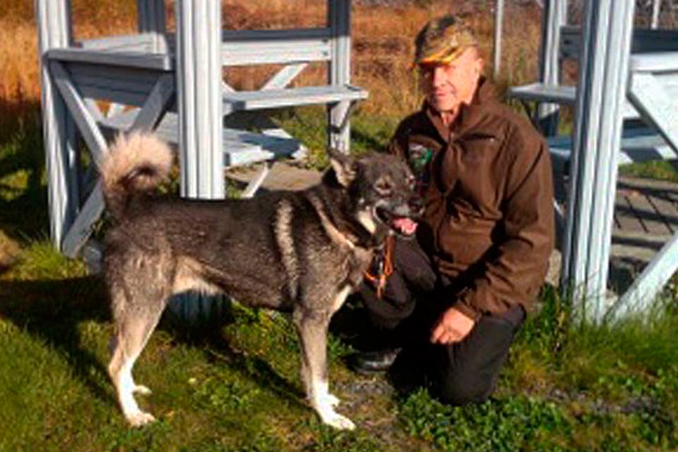 Jämten Ferry, med ägaren Jan Öhman från Norrbotten vann årets upplaga av älghund-SM, trots flera kontakter med vildsvin innan hann hittade en älgko med kalv i provmarkerna utanför Gimo.