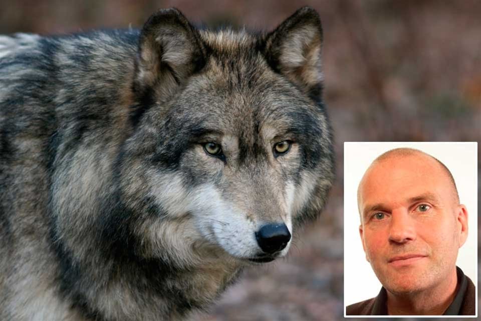 Länens viltförvaltningsdelegationer bör få ta beslut om licensjakt på varg, tycker SD-politikern Runar Filper. Han har ställt fyra frågor till landsbygdsministern, bland annat om varför Naturvårdsverket fått höja ribban till 300 vargar för att ha en nedre gräns för licensjakt på varg.