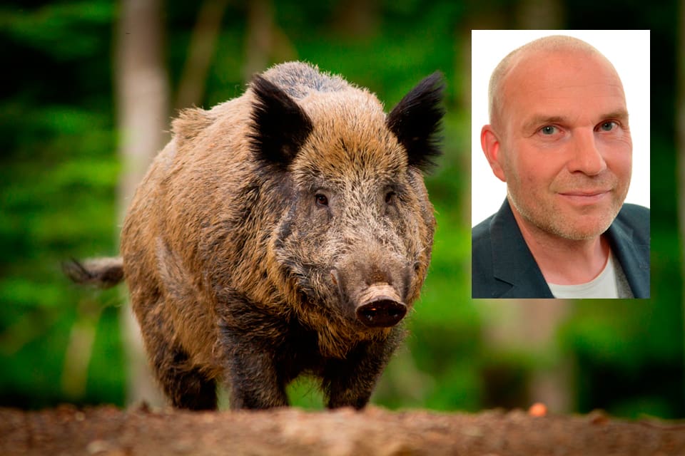 Runar Filper, jaktpolitisk talesperson i SD, vill införa enklare regler för vildsvinsjakt och försäljning av vildsvinskött.