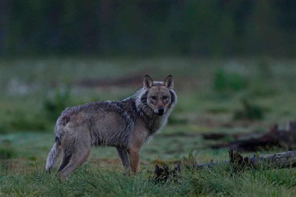 Den varg som observerats i östra Norrbotten är med största sannolikhet invandrad, visar en DNA-analys.