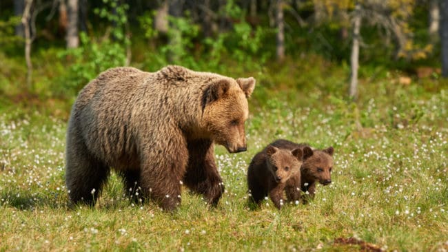 Inför jaktsäsongen 2019 finns det 2020-2130 björnar i Finland, enligt Naturresursinstitutets beräkningar.
