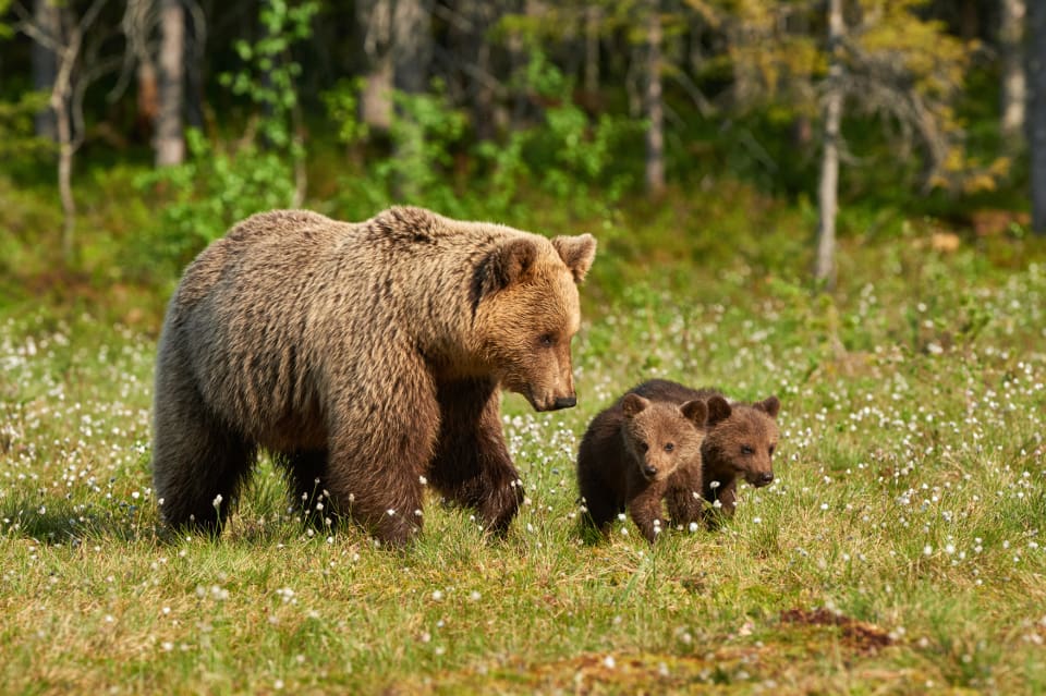 Inför jaktsäsongen 2019 finns det 2020-2130 björnar i Finland, enligt Naturresursinstitutets beräkningar.