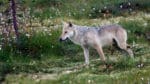 Efter fem vargattacker mot en pälsuppfödare i Österbotten i Finland har ett 80-tal rävvalpar dött. Nu ansöks det om skyddsjakt på problemvargen. (Arkivbild)
