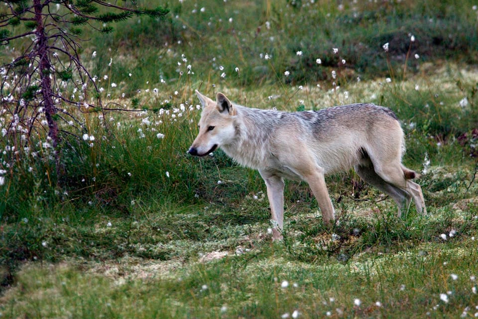 Efter fem vargattacker mot en pälsuppfödare i Österbotten i Finland har ett 80-tal rävvalpar dött. Nu ansöks det om skyddsjakt på problemvargen. (Arkivbild)