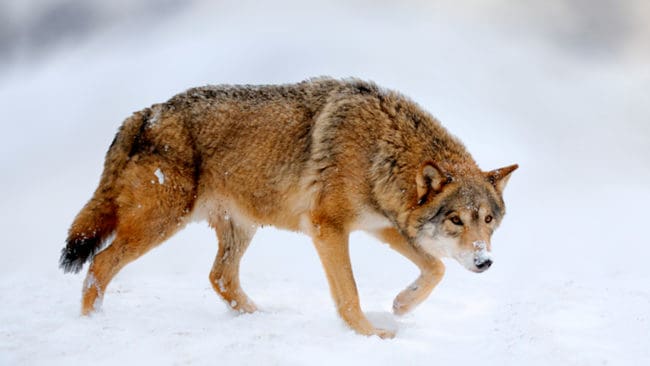 En vargtik sköts i närheten av en pälsfarm sedan flera pälsdjur dödats i av varg i Nykarleby i Finland.