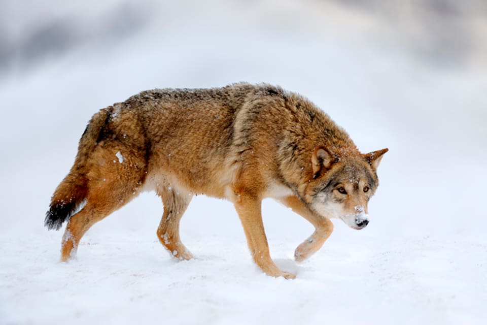 En vargtik sköts i närheten av en pälsfarm sedan flera pälsdjur dödats i av varg i Nykarleby i Finland.