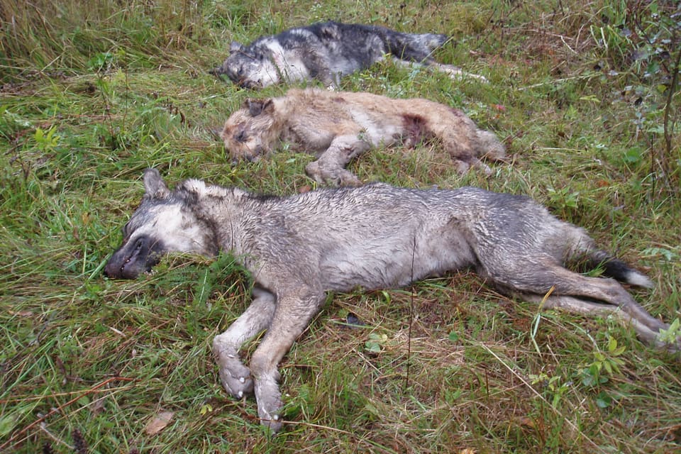 Fällda varghybrider vid gränsen till Ryssland när en flock vildhundar sköts. Privatpersoner har samlat in pengar för att amatörforskaren Kaj Granlund ska kunna lämna in DNA-prov från finska vargar. Han hävdar att referensmaterialet för renrasiga vargar är ”kontaminerat” av hybrider.