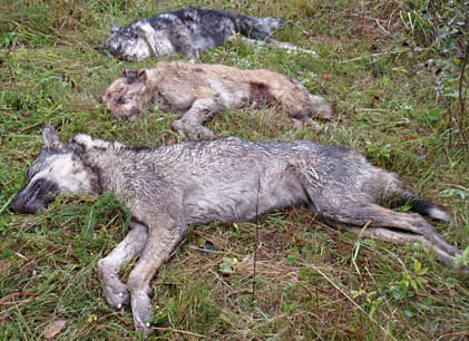 Vildhundsdsflock som avlivades vid ryska gränsen. Risken är stor att varghybrider fortsätter kommer in i Finland.