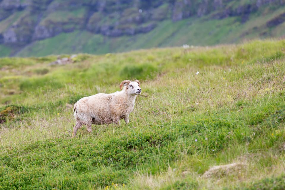 Älgjägaren hade inte hjärta att skjuta de norska fåren som långvandrat till de svenska fjällen Vájsáluokta i Jokkmokks kommun. (Arkivbild)