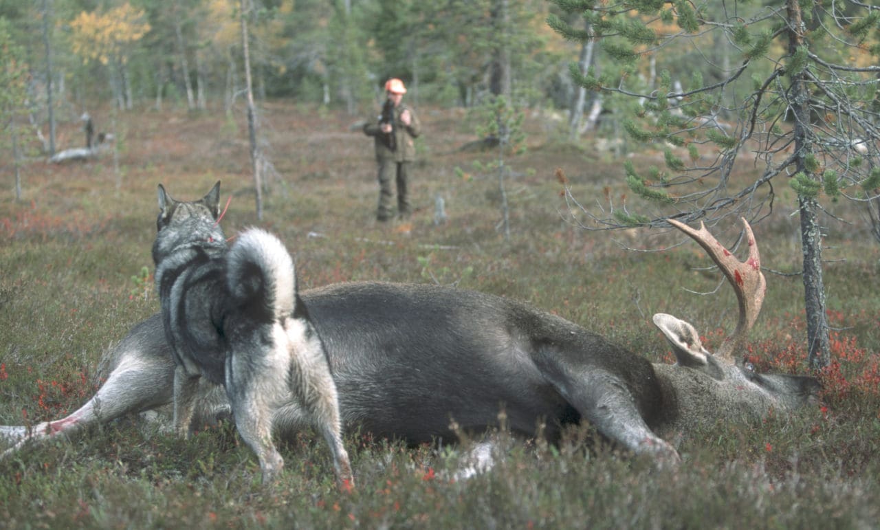 Fjälljakten, där samebyar och övriga jägare krockar på samma jaktmarker, ska skötas av speciella samverkansföreningar, enligt ett utredningsförslag. Jägarnas Riksförbund anser att hela utredningen bör slopas.