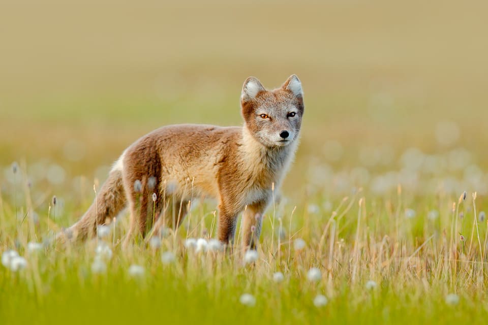 Naturhistoriska riksmuseet får ansvaret för inventeringsarbetet när det gäller antalet fjällrävar i Sverige.