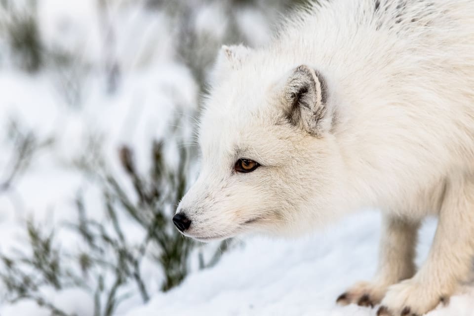 EU-projektet Felles Fjellrev Nord avslutas nu i december, men länsstyrelsen har fortfarande en stor utmaning framför sig innan fjällrävarna klarar sig utan hjälp.