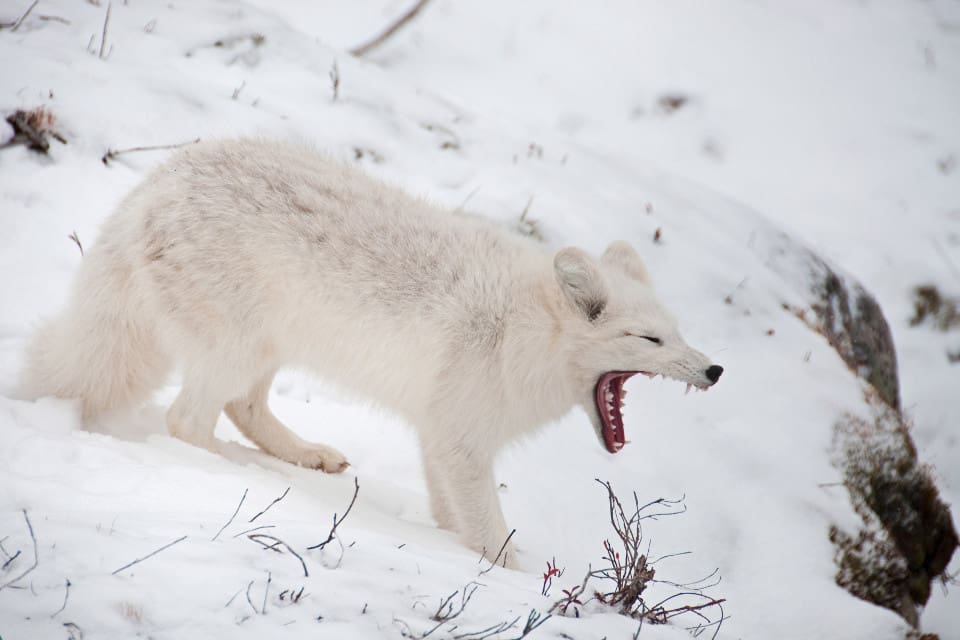 Ett av hoten mot den utrotningshotade fjällräven är kungsörn.