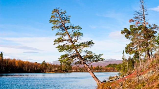 Parterna, med bland andra de berörda samebyarna, kunde inte komma överens om att bilda Sveriges största nationalpark i Jämtlandsfjällen. Därmed skrotar Naturvårdsverket projektet att ha en nationalpark i Vålådalen-Sylarna-Helags.