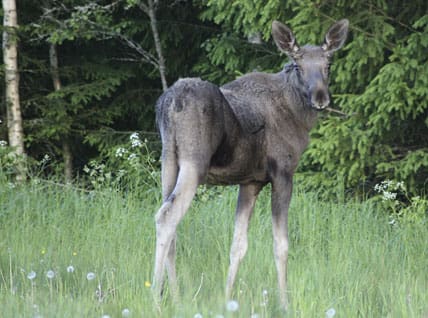 Att skjuta fjolingar istället för kalvar ger både mer köttutbyte och mindre betesskador i skogen.