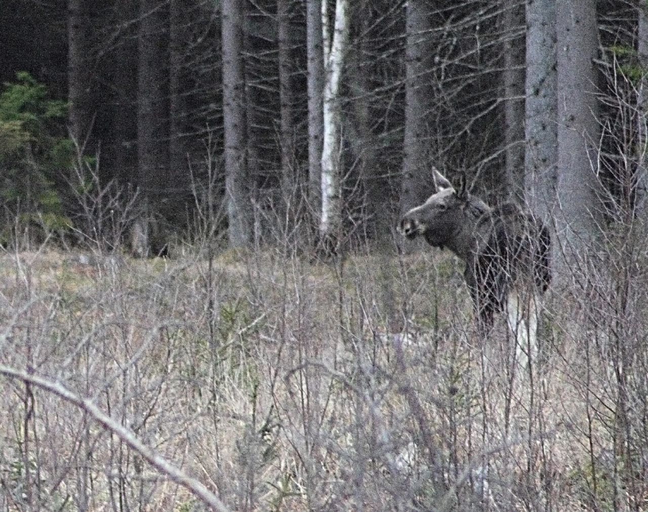 Forskare ska ta reda på varför älgarna i Sörmland blivit mindre och magrare.