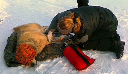 Den manipulerade vargen. Nu är hon sövd och flyttas för fjärde gången, den finskryska så kallade flyttvargen. Trots att Naturvårdsverket lovade att hon, av djuretiska skäl, inte skulle flyttas igen, så sker det just nu. Bilden är tagen vid dagens fjärde sövning och flytt av vargtiken.