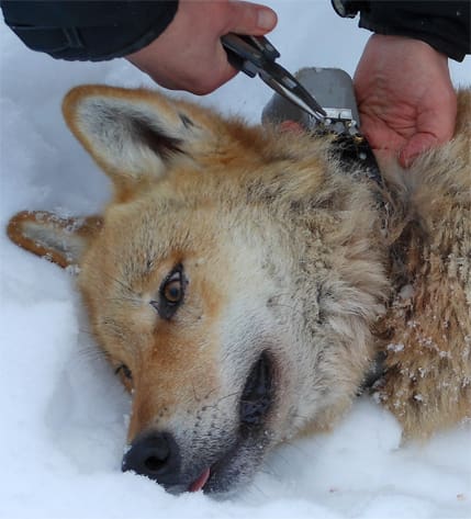Mätt. På tisdagen hittades en ren som flyttvargen och hennes partner ätit av.