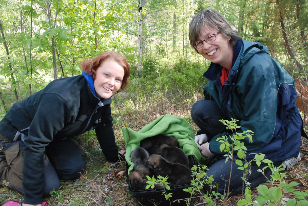 Flytt av vargvalpar. Pernilla Thalin, Orsa Grönklitt och veterinär Ann-Marie Weber samt alla valparna på Orsa Grönklitt, inklusive de nya fostervalparna från Nordens Ark.