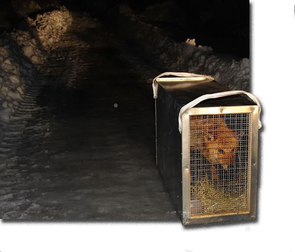 Nu är det dags för vargflytt igen om länsstyrelsen i Jämtland får klartecken av Naturvårdsverket att flytta en hanne i renskötselområdet som ursprungligen kommer från Tivedenreviret och därmed ses som genetiskt värdefull.