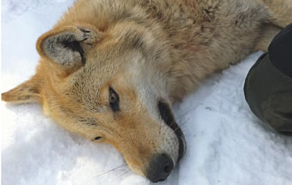 Ingen vet var flyttvargstiken är efter den tredje flytten. Därmed blir det heller ingen skyddsjakt, enligt länsstyrelsen i Jämtland.