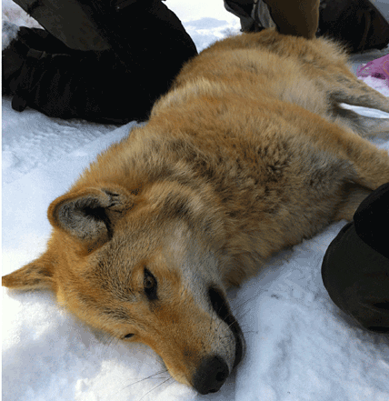 Var är hon? Vargtiken som flyttades till Örebro län, och sedan traskade till Idre, har inte hörts av på två veckor.