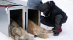 Flytten av de två invandrarvargarna till Tiveden 2013 har hittills inte gjort att en enda av deras avkommor fått valpar. DNA-beskedet att det var en tivedenvarg som avlivades i Halland i februari är en ny motgång för avelsjobbet med den svenska vargstammen.