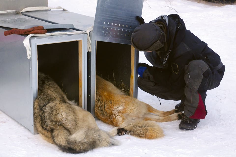 En eller två av de tre invandrarvargar som finns i Norrbotten kan flyttas söderut från renskötselområdet till statsägd mark i vargbältet, enligt Naturvårdsverket som hittills bara har gjort en lyckad vargflytt och bränt miljonbelopp på flyttvargscirkusen.
